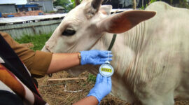 Ilustrasi sapi kurban. | Foto: Istimewa