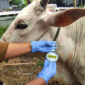 Ilustrasi sapi kurban. | Foto: Istimewa