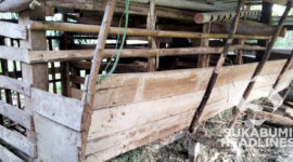 Maling domba di Kampung Cikawung RT 03/01 Desa Pawenang, Kecamatan Nagrak, Sukabumi. | Foto: Andika Putra