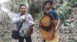 Irman Sumantri (kiri) pemburu dan penjual madu hutan asal Cicantayan Sukabumi. | Foto: Istimewa