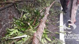 Pohon tumbang di Jalan Palabuhanratu. l Istimewa
