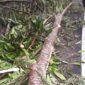 Pohon tumbang di Jalan Palabuhanratu. l Istimewa

