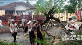pohon tumbang saat di bersihkan I Anry Wijaya