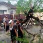 pohon tumbang saat di bersihkan I Anry Wijaya
