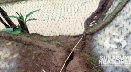 Sawah retak akibat pergerakan tanah. l Istimewa
