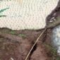 Sawah retak akibat pergerakan tanah. l Istimewa

