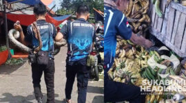 Ular sanca yang dievakuasi petugas I istimewa