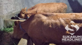 Sapi jenis limosin digondol maling. l Istimewa