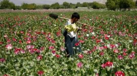 Pertanian opium di Afghanistan. l Istimewa