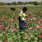Pertanian opium di Afghanistan. l Istimewa