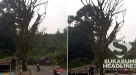 Pohon tua di Cikembang. l Istimewa
