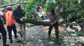 Pohon tumbang di Palabuhanratu. l Istimewa