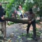 Pohon tumbang di Palabuhanratu. l Istimewa