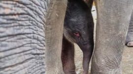 Anak Gajah Sumatera. l Istimewa
