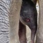 Anak Gajah Sumatera. l Istimewa
