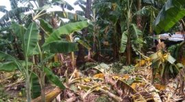 Kondisi Pohon Pisang Akibat Aksi Bocah Viral I Istimewa