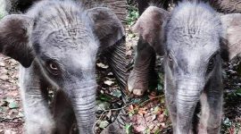 Bayi gajah yang baru lahir. l Istimewa
