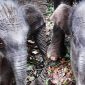 Bayi gajah yang baru lahir. l Istimewa
