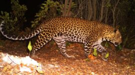 Macan Tutul Jawa I Istimewa