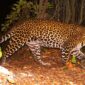 Macan Tutul Jawa I Istimewa