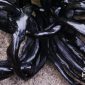 Gelang kreasi Topik Hidayat. l Dok. Pribadi
