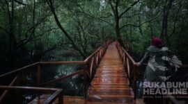Wisata Hutan Mangrove di Ciemas, Sukabumi. l Istimewa