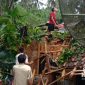 Pohon Tumbang Cisolok. Dok. sukabumiheadlines.com