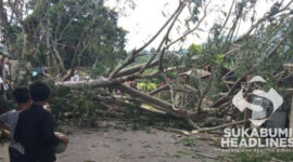Pohon tumbang di Parakansalak. I Anry Wijaya