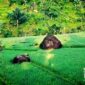 Wisata Batu Gajah, Kalapanunggal. l Hasbullah