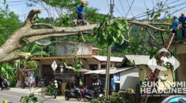 Pohon tumbang di Cisolok, Sukabumi. l Istimewa