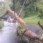 Pohon tumbang di Parakansalak. l Istimewa
