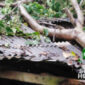 pohon tumbang di Parakansalak. l Istimewa