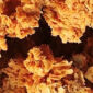 Fried Chicken. l Istimewa
