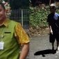 Erik dan lokasi pasangan suami istri tertimpa dahan pohon mahoni. l Dok. sukabumiheadlines.com