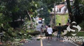 Pohon sukun roboh ke jalan. l Istimewa