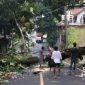 Pohon sukun roboh ke jalan. l Istimewa