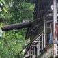 Pohon tumbang timpa rumah di Parungkuda. l Istimewa