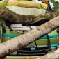 Pohon timpa truk di Cikembar. l Istimewa