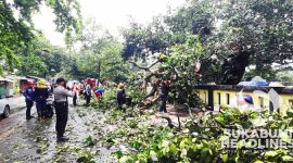 Upaya evakuasi pohon tumbang. l Istimewa

