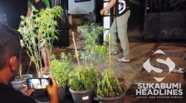 Tanaman ganja hasil penggerebek polisi. l Istimewa
