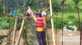 Pohon tumbang. l Istimewa