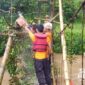 Pohon tumbang. l Istimewa