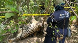 Harimau Sumatera mati kena jerat. l Istimewa
