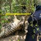 Harimau Sumatera mati kena jerat. l Istimewa