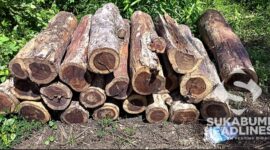 Kayu hasil pencurian. l Istimewa