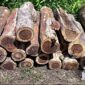 Kayu hasil pencurian. l Istimewa