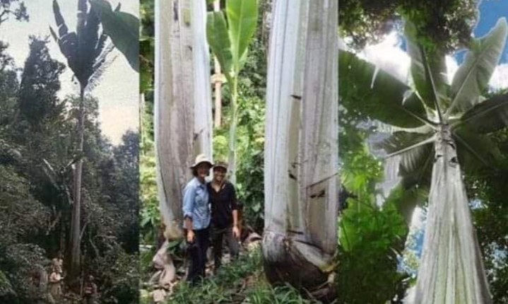 Buah Pisang Terbesar di Dunia Beratnya 60 Kg, Lihat Penampakan Pohonnya 1 IMG 20220422 215946