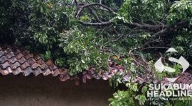Pohon tumbang di Nagrak Utara. l Istimewa