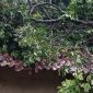 Pohon tumbang di Nagrak Utara. l Istimewa
