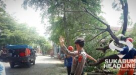 Pohon roboh di Palabuhanratu. l Istimewa